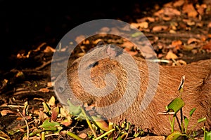 Capybara on the Rio Cuiaba riverbank, Pantanal. photo