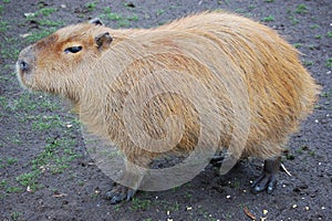 Capybara rodent