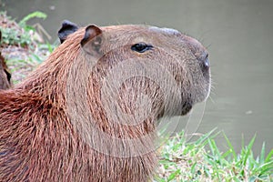 Capybara rodent