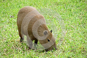 Capybara rodent