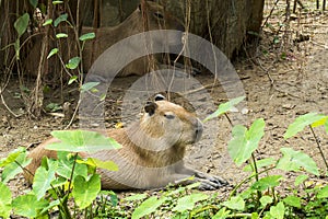 Capybara rodent animal in nature environment with tree plant background. Giant Capybara rat sitting and rest at the zoo. (