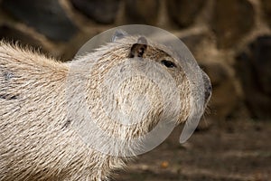 Capybara rodent