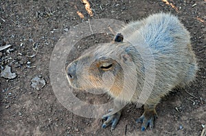 Capybara rodent