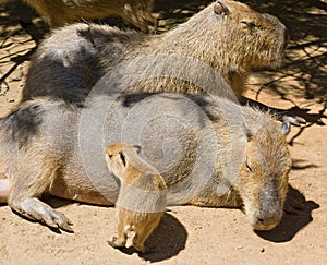 Capybara rodent family