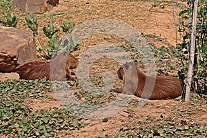 Capybara, see it in KHON KAEN zoo.