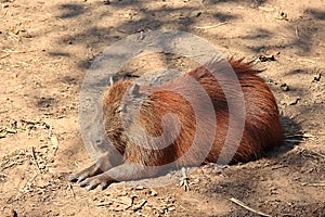 Capybara, see it in KHON KAEN zoo.