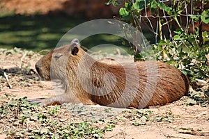 Capybara, see it in KHON KAEN zoo.