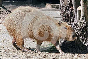 Capybara seen at the Palm Beach Zoo