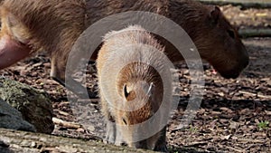 Capybara is a semi-aquatic herbivorous mammal from the capybara subfamily.
