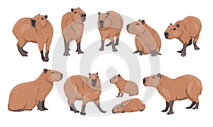 Capybara set. Adult capybaras and baby Hydrochoerus hydrochaeris in different poses