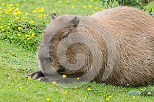 Capybara sitting