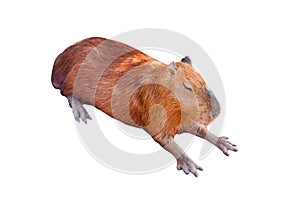 A Capybara sleeping on bare ground.