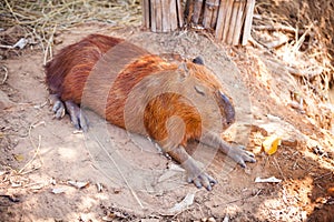 A Capybara sleeping on bare ground.