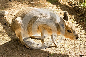 Capybara soaking up the sun