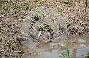 Capybara soaking in water on canal for relaxing in hot summer day