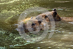 Capybara swims with another through the water
