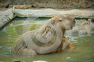 a capybara taking a dip in a pond