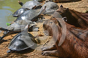 Capybara and Turtles relaxing together on a riverbank in the Amazon