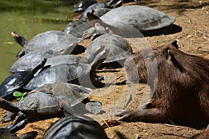 Capybara and Turtles relaxing together on a riverbank in the Amazon