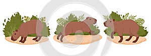 Capybara vector set. Cartoon wild herbivore mammals in natural habitat. Semi-aquatic capybaras flat vector illustration collection