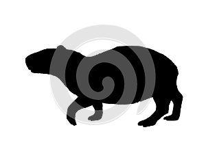 Capybara vector silhouette illustration isolated on white background.