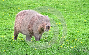 Capybara walking across a grassy field