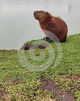 capybara walking beside a lake photo