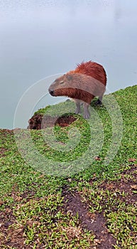 capybara walking beside a lake photo