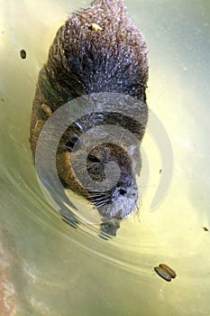The capybara in water