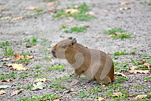 Capybara water pig Hydrochoerus hydrochaeris Linnaeus, cub