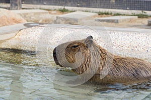 Capybara in water pond at zoo park