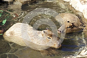 The capybara which bathes in hot springs