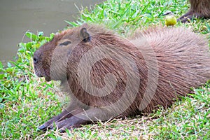 Capybara wild rodent