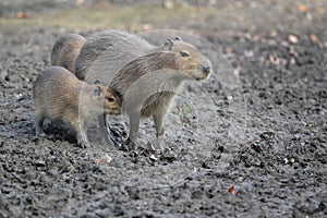 Capybaras