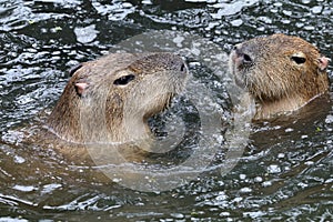 Capybaras