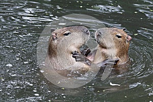 Capybaras