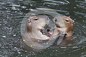 Capybaras