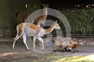 Capybaras and alpaca walk on green grass