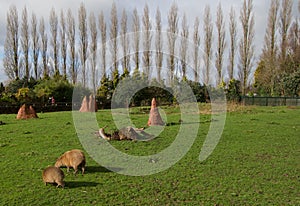 Capybaras and the landscape photo