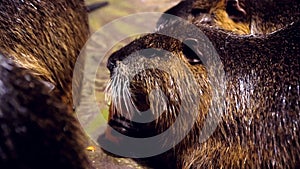 Capybaras are Eating Carrot