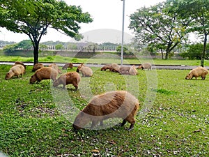 Capybaras eating grass near the lake