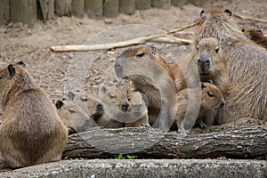 A capybaras family