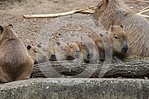 A capybaras family