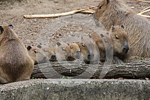 A capybaras family photo