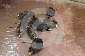 Capybaras having the lunch in the zoo