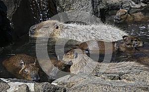 Capybaras Hotspring