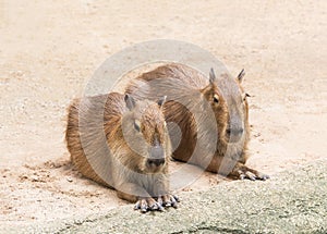 Capybaras hydrochoerus hydrochaeris