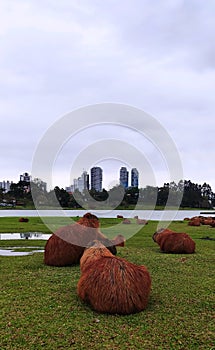 capybaras looking at city photo