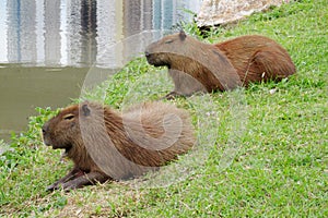 Capybaras lying on green grass