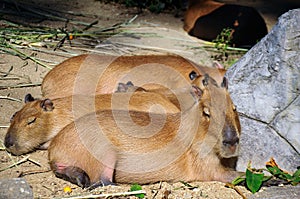 Capybaras lying on ground